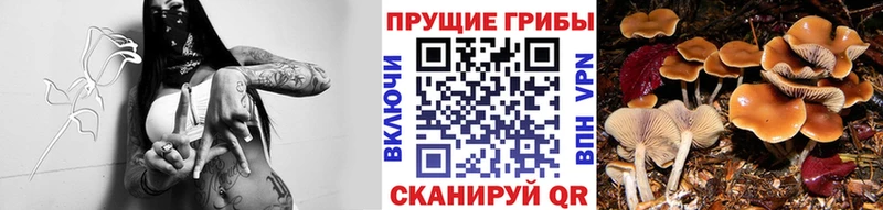MEGA ссылка  Фрязино  Галлюциногенные грибы мицелий 